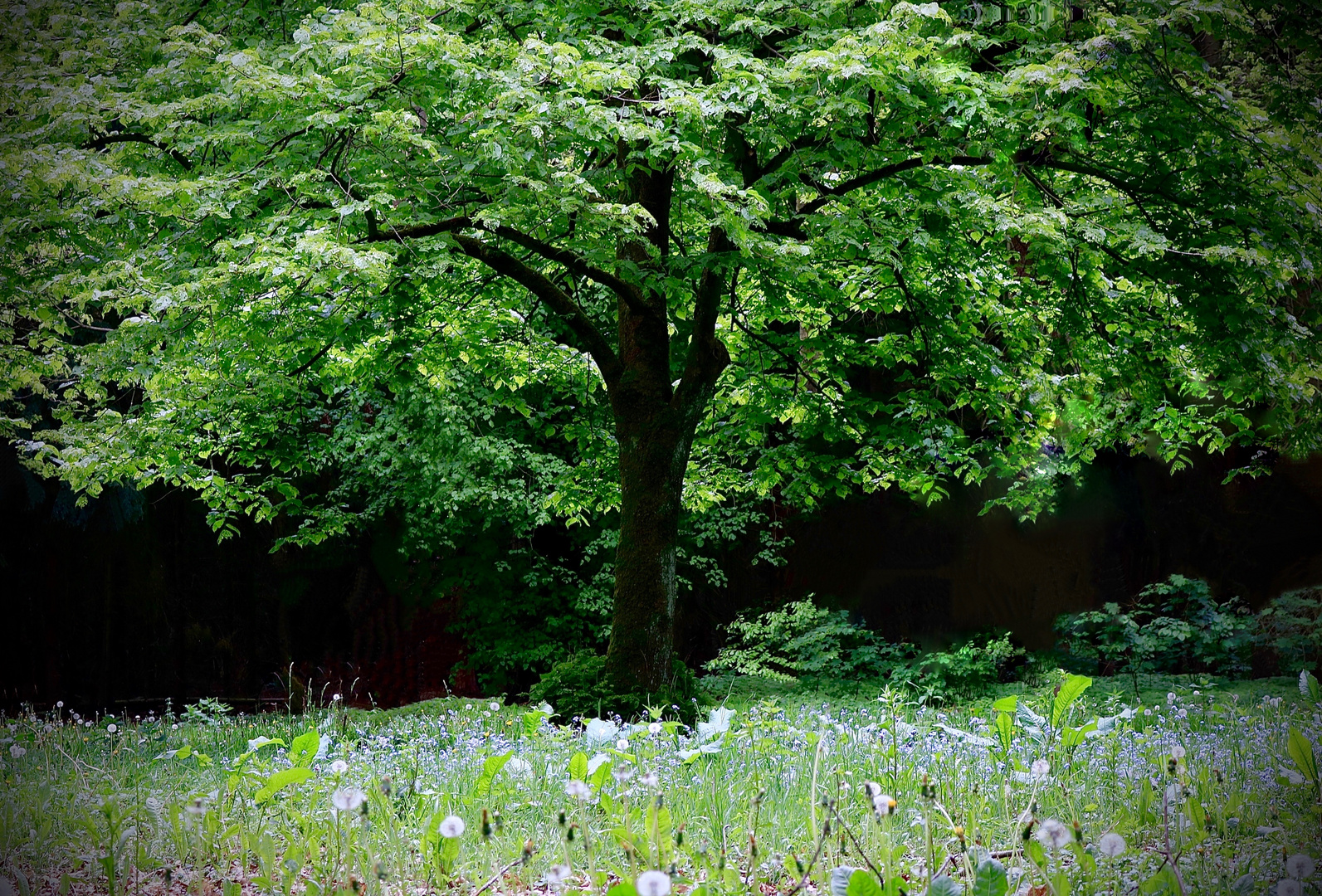 Julianenpark in Leer