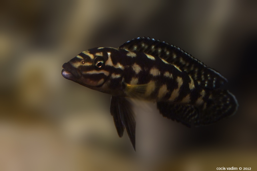 julidochromis marlieri 1