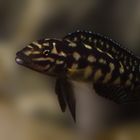 julidochromis marlieri 1