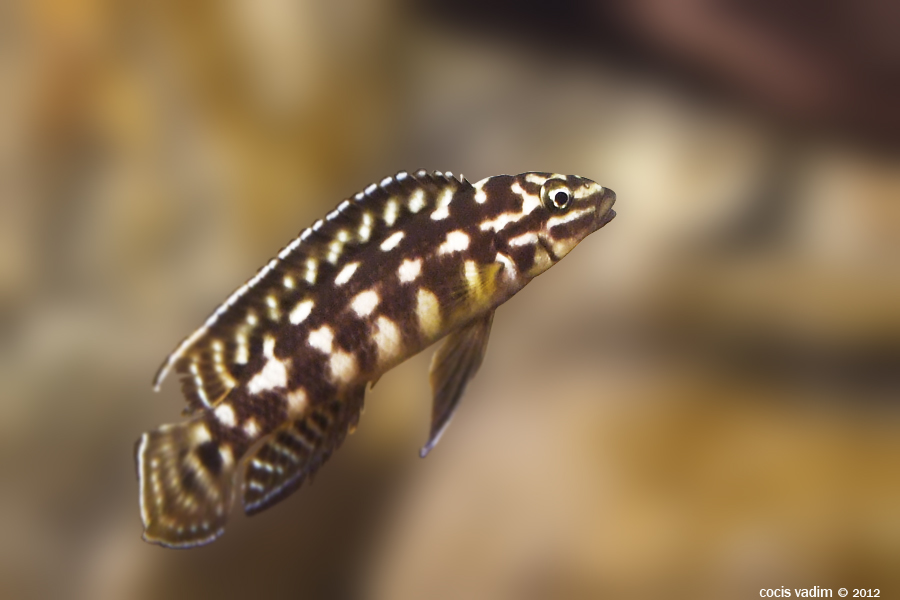 julidochromis marlieri 2