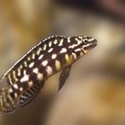 julidochromis marlieri 2