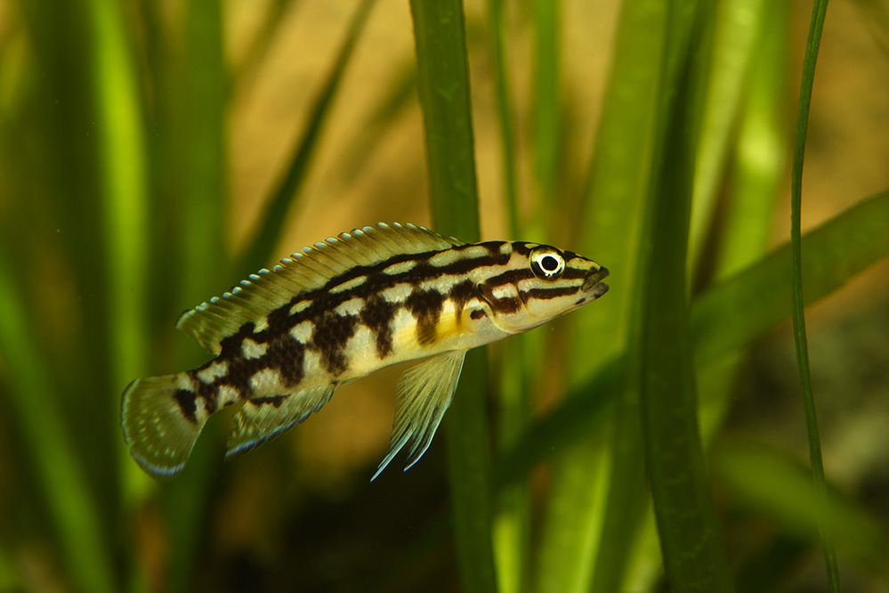 Julidochromis Transcriptus