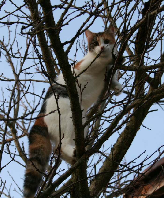 Julie auf dem Baum