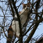 Julie auf dem Baum