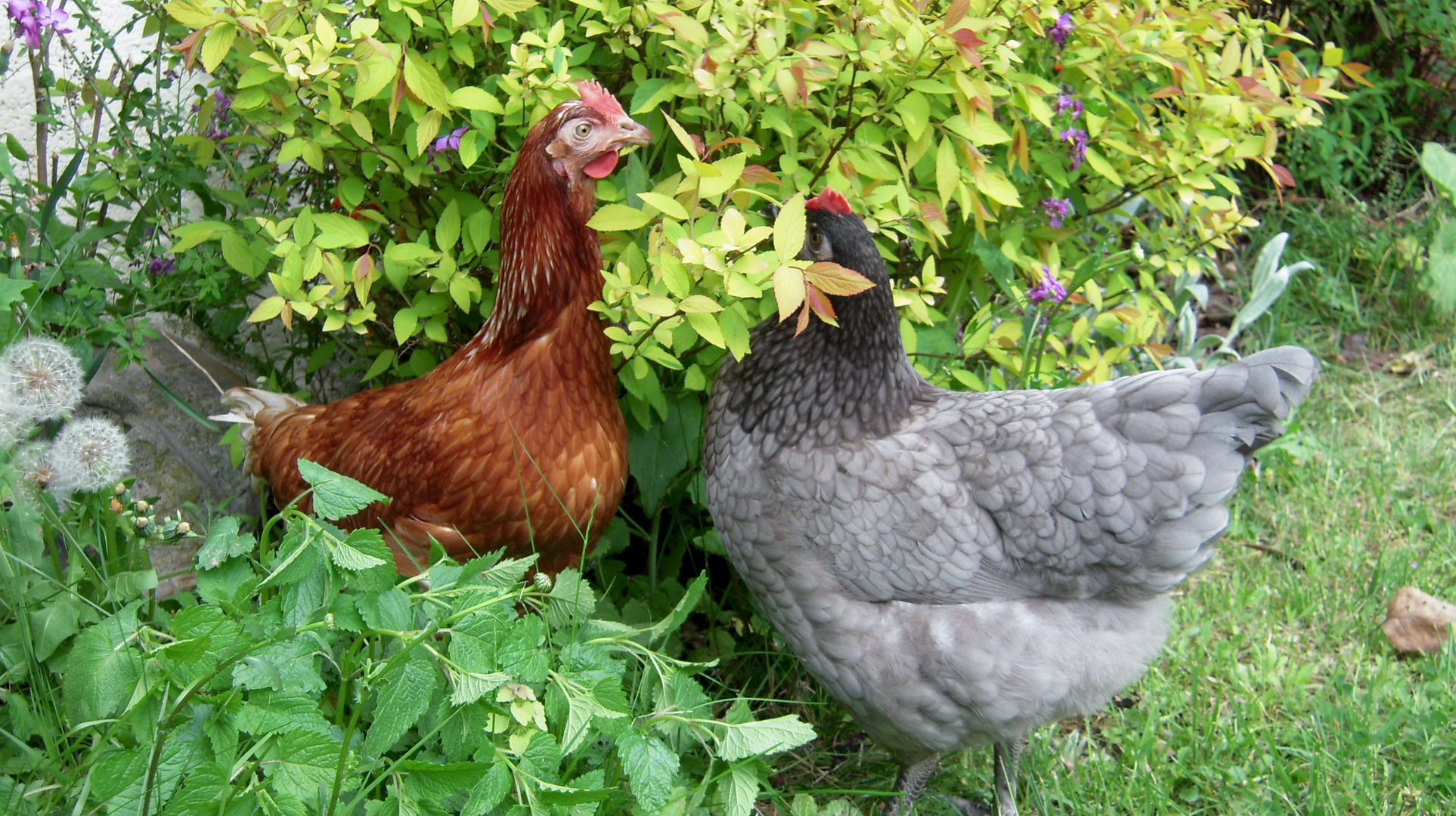 Julie et Annabelle a la chasse aux insectes