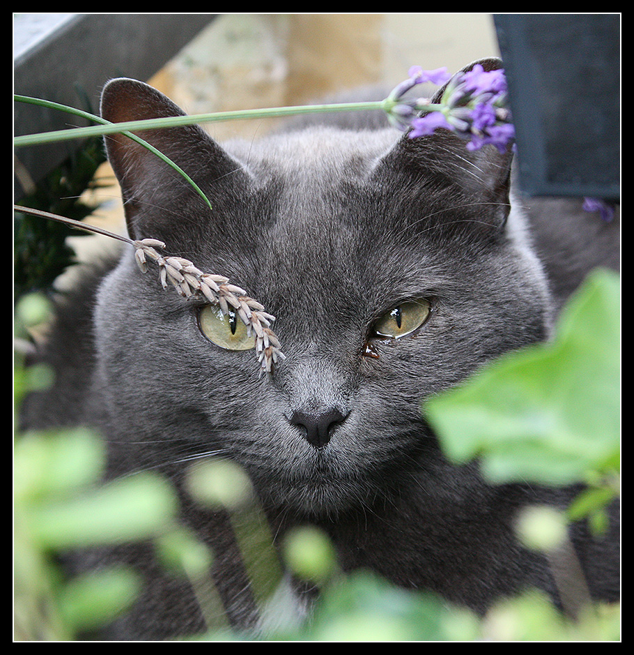 Julie, Königin des Balkon