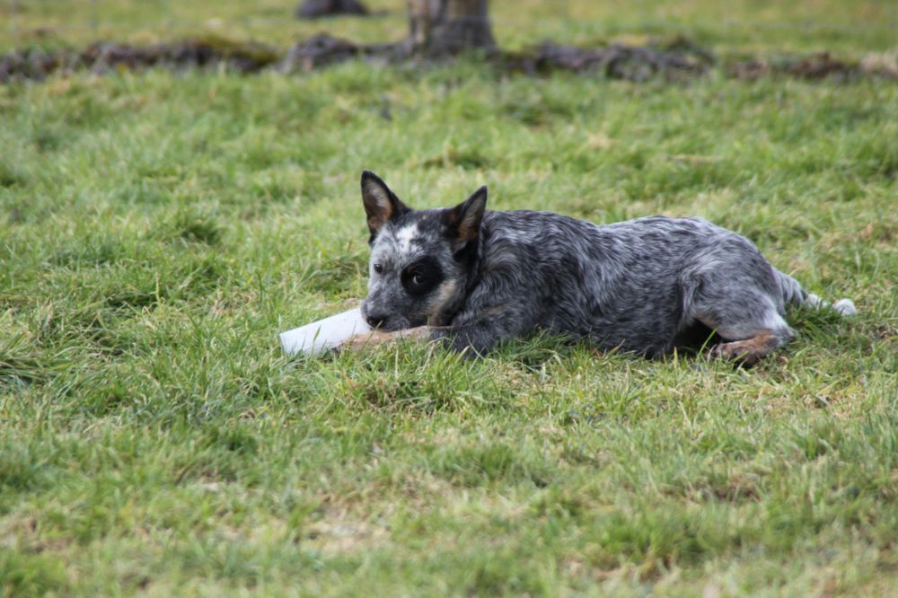 Julis ein Cattledogwelpe