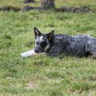 Julis ein Cattledogwelpe