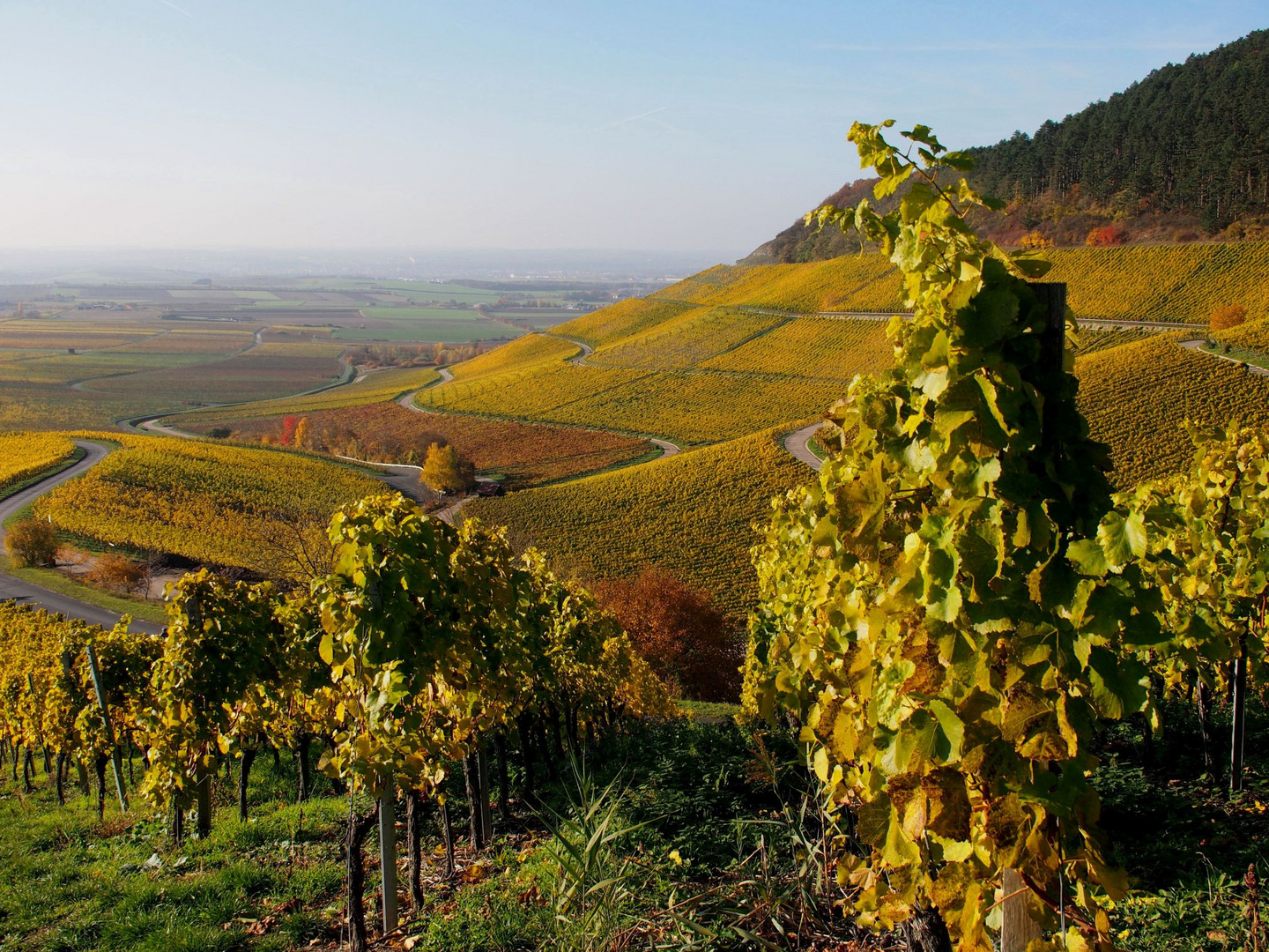 Julius Echter-Weinanbaugebiet am Schwanberg bei Iphofen