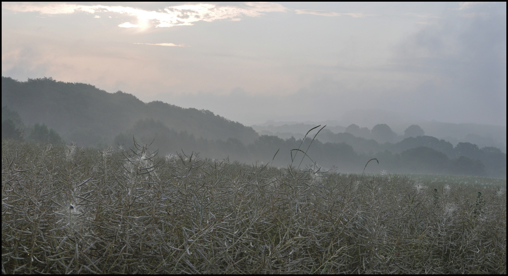 july morning