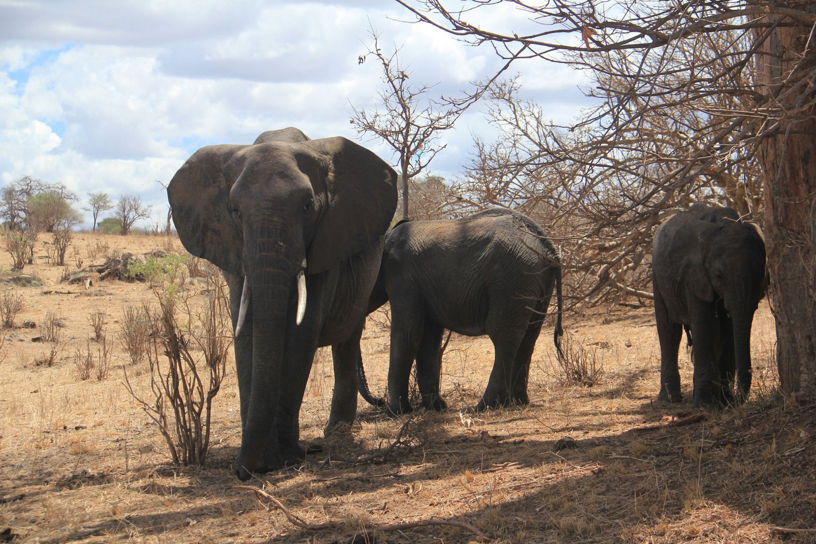 Jumbo in habacht