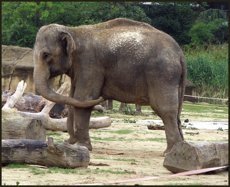 JUMBO - noch ein Mitbringsel