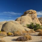 Jumbo Rocks (Joshua Tree Nationalpark)