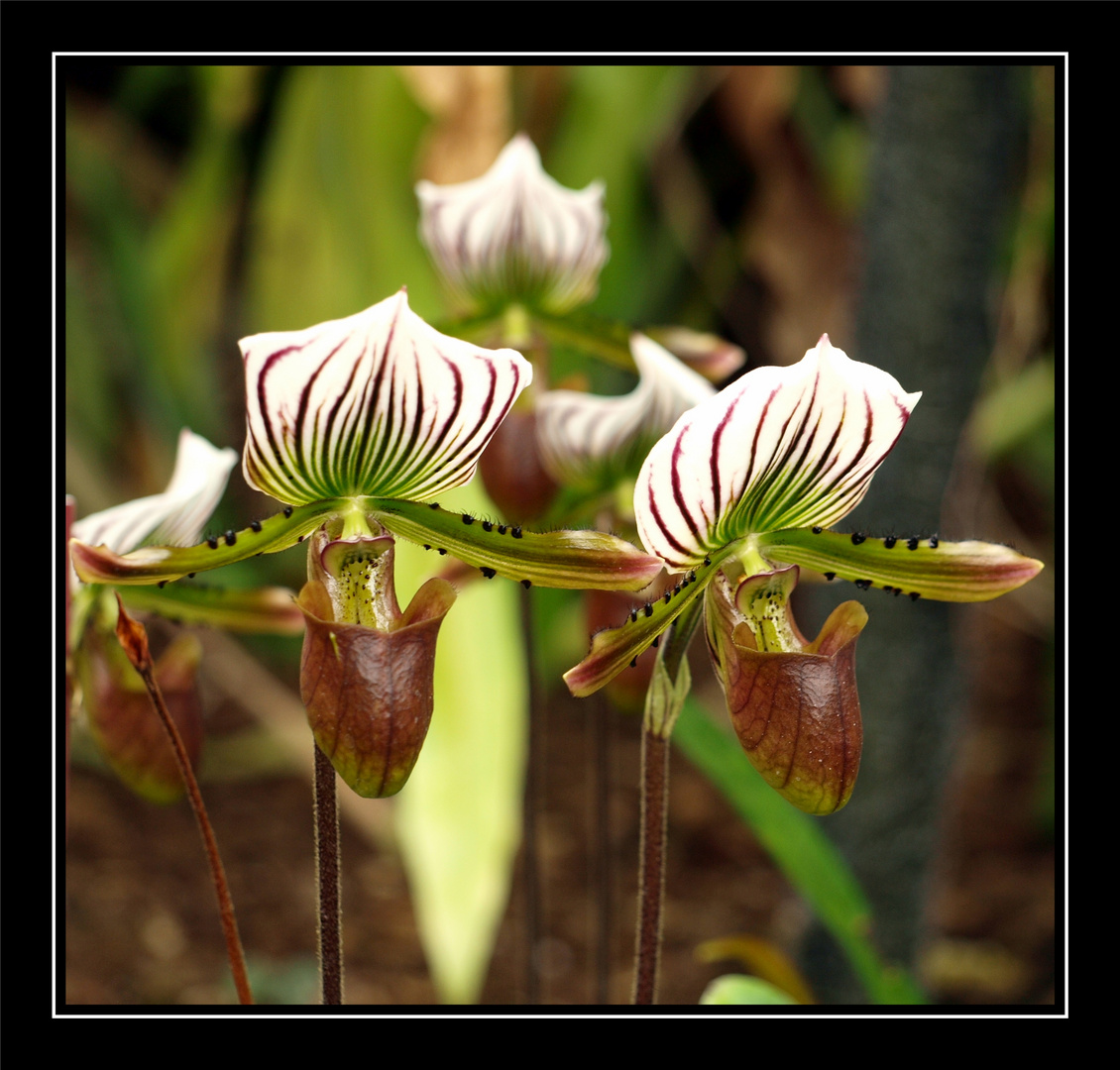 Jumelles et belles