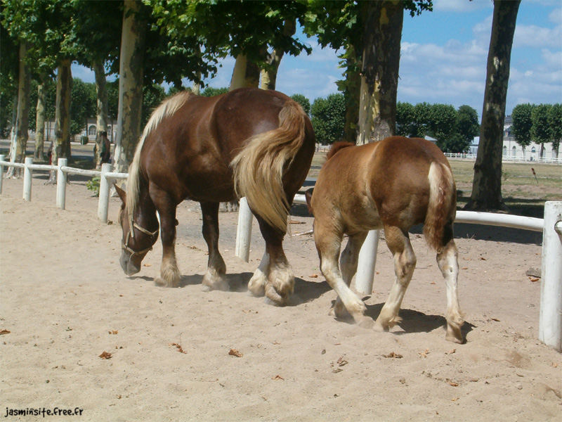 jument bretonne