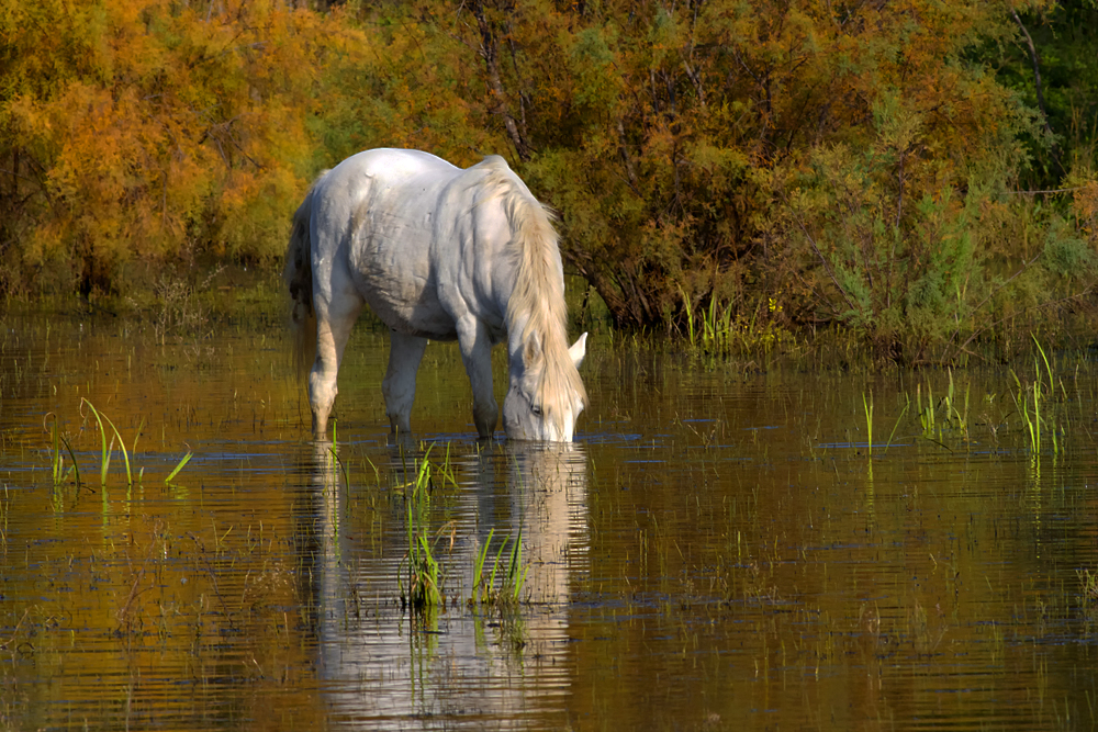 Jument Camarguaise en automne