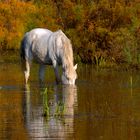 Jument Camarguaise en automne