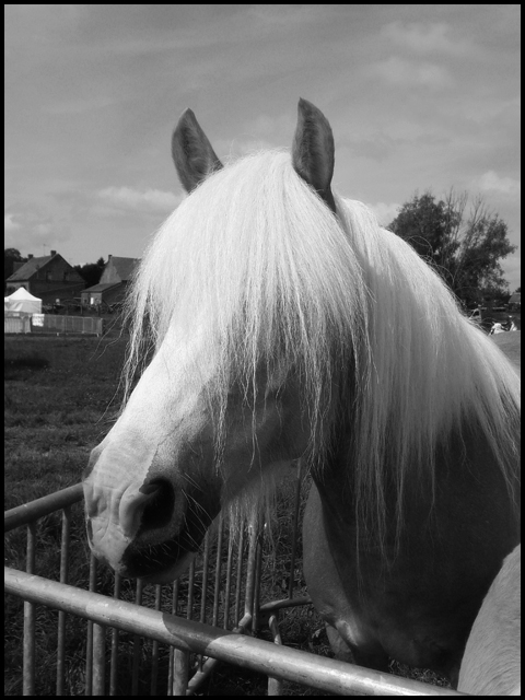 Jument Haflinger