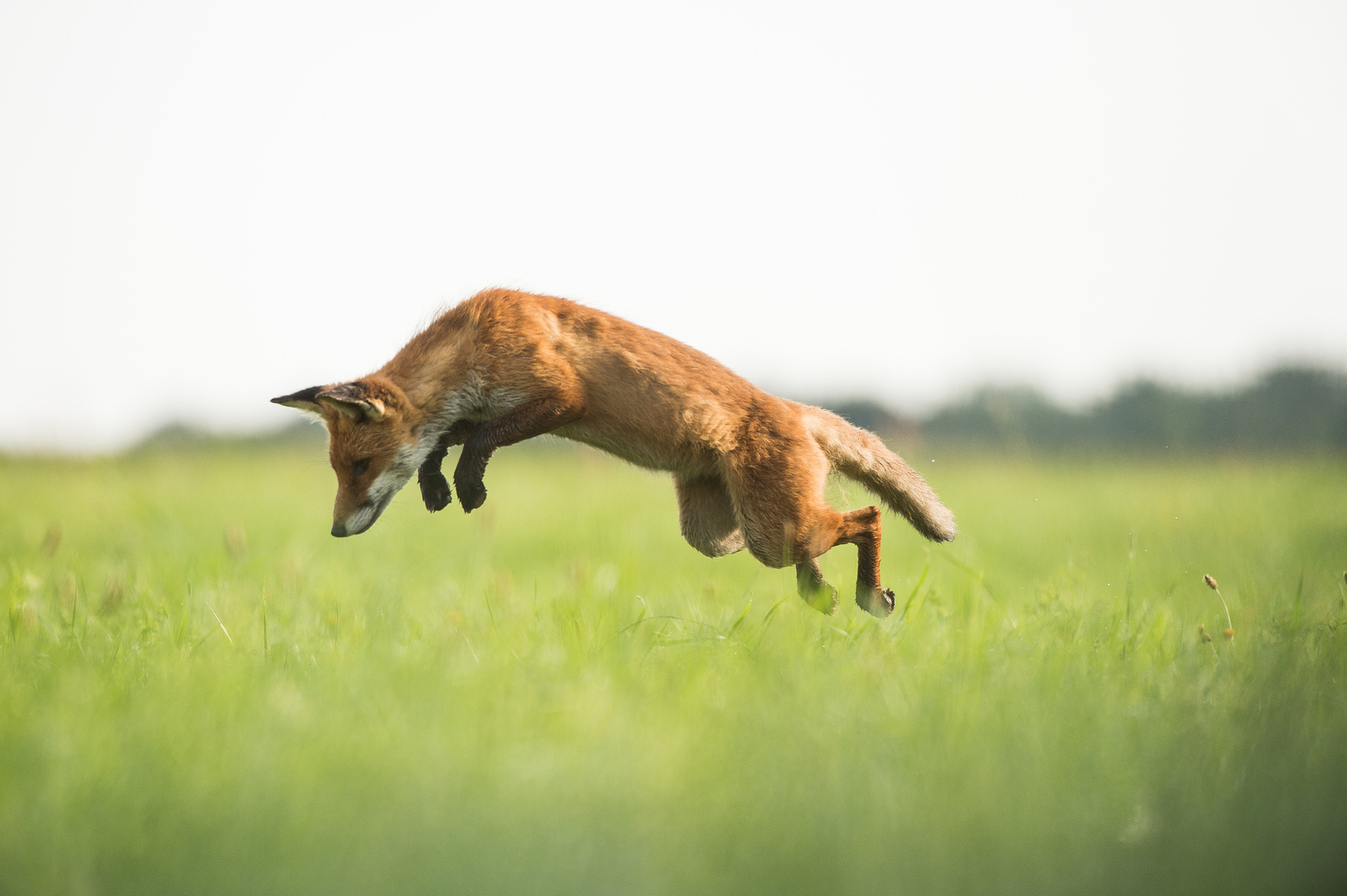 JUMP Foto & Bild | tiere, wildlife, säugetiere Bilder auf fotocommunity