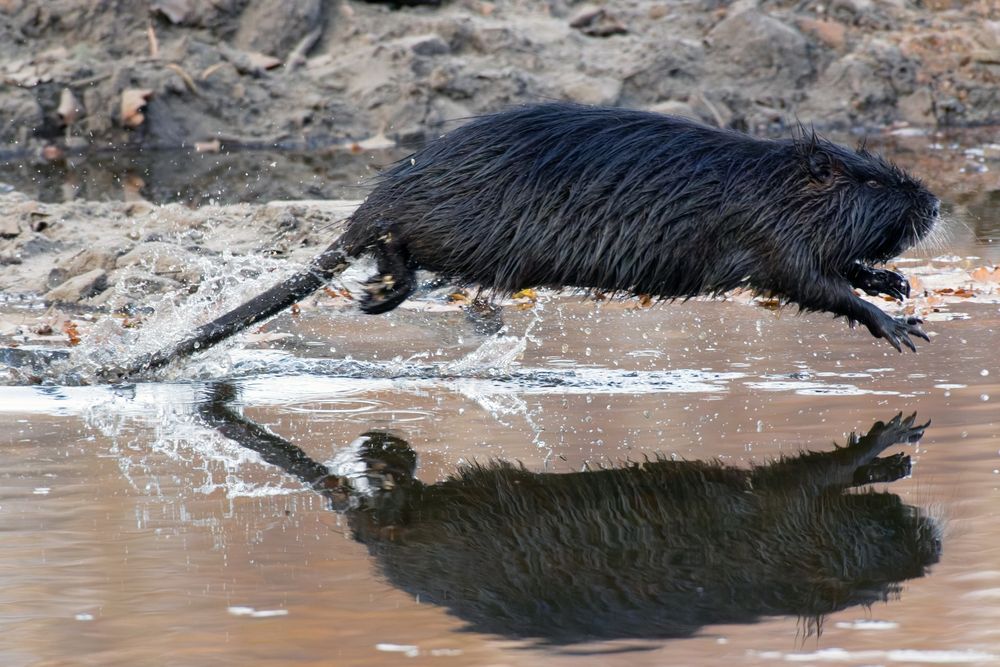 Jump! Fliegende Nutria