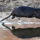 Jump! Fliegende Nutria