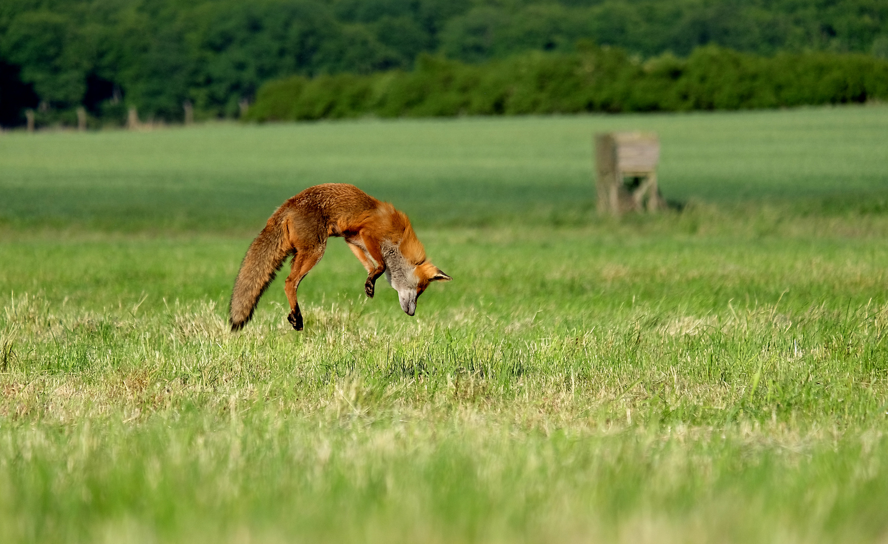 Jump for Food