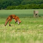 Jump for Food