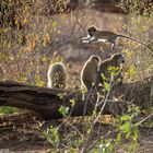 Jump for Joy - im Samburu Nat. Reserve