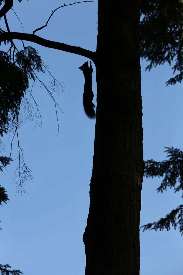 Jump High - German Squirrel