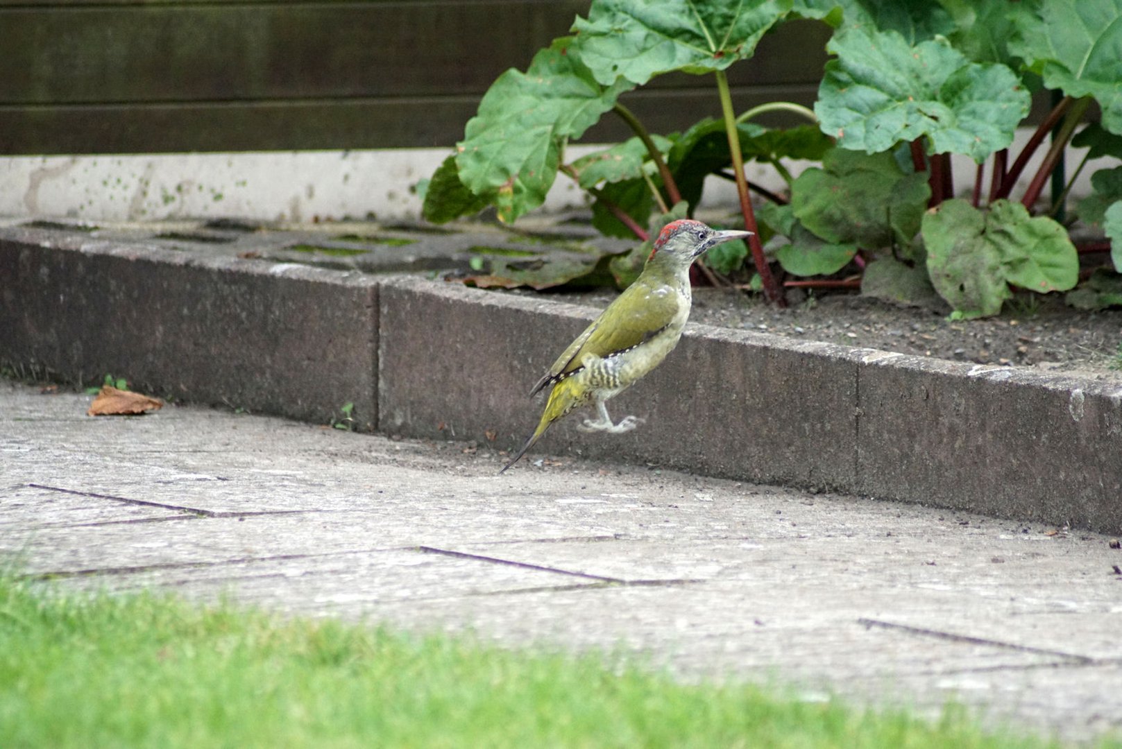 'Jump' - Im Sprung erwischt ... 