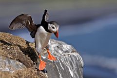 Jump Puffin Jump!