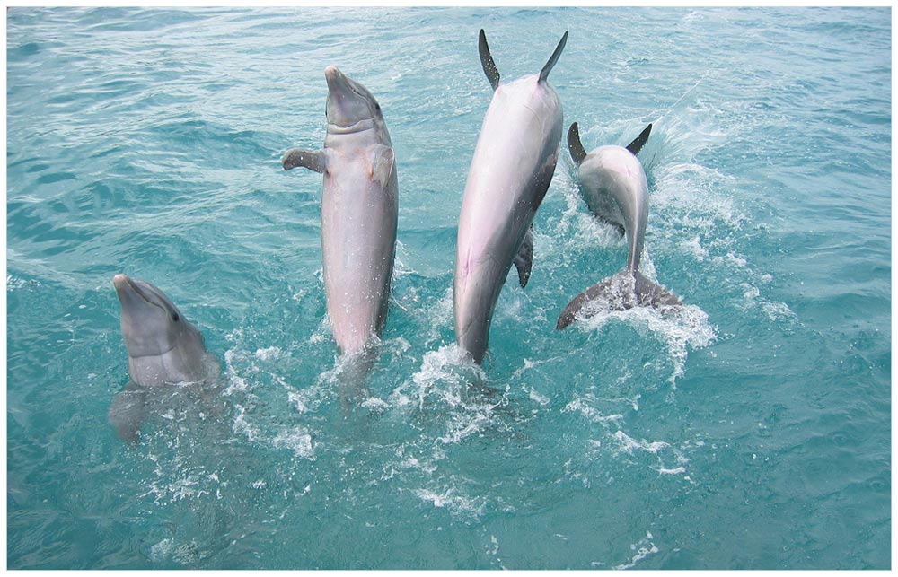 Jumpin' Dolphins