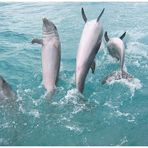 Jumpin' Dolphins