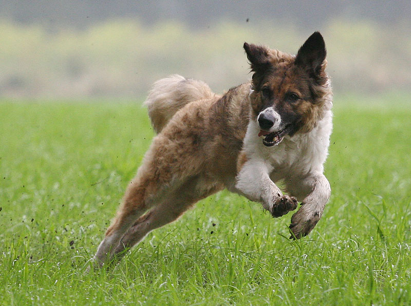 Jumpin' Finn