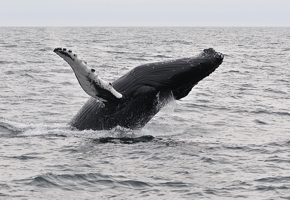 jumpin humpback whale