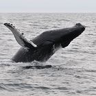 jumpin humpback whale