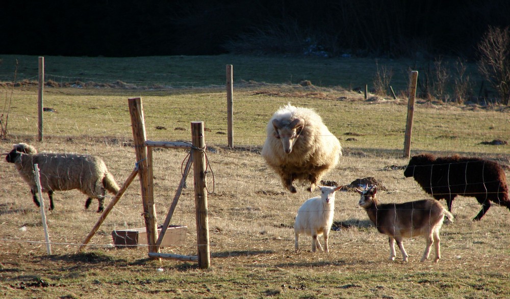 Jumpin´ Jacko