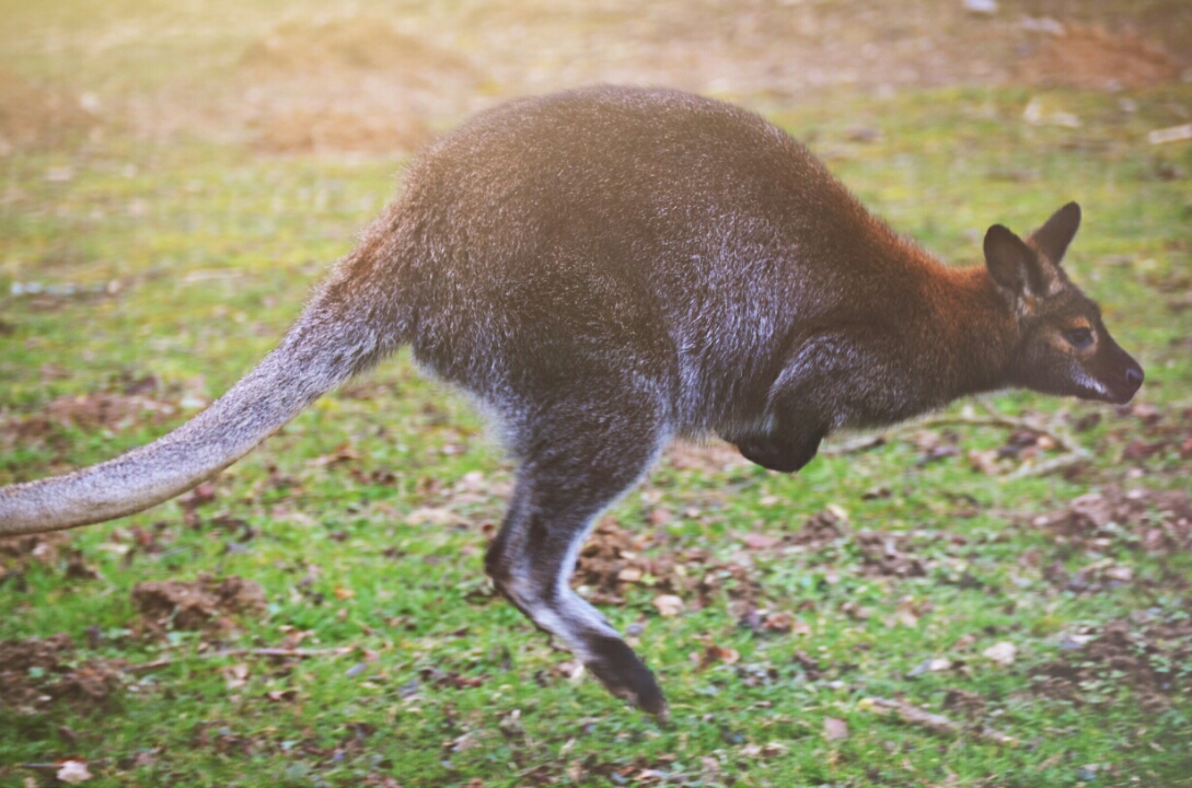 Jumpin kangaroo