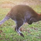 Jumpin kangaroo