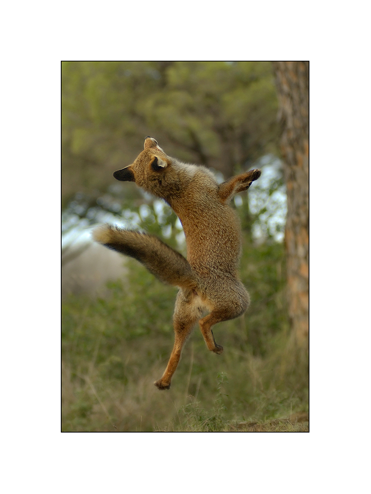 Jumping
