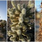 "Jumping Cholla"