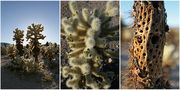 "Jumping Cholla" von Jens Cüppers