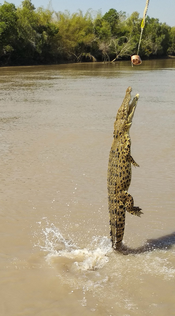 Jumping Crocodil