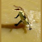 Jumping Crocodile