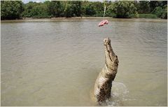 Jumping Crocodile