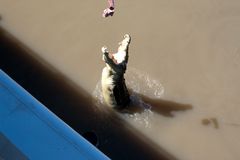 Jumping Crocodile 'Adelaide River'