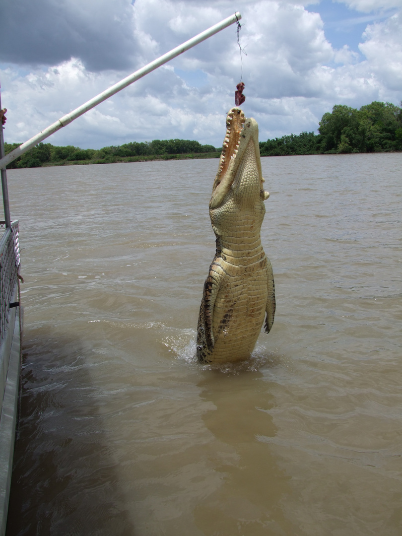 Jumping Crocodile am Adelaide River