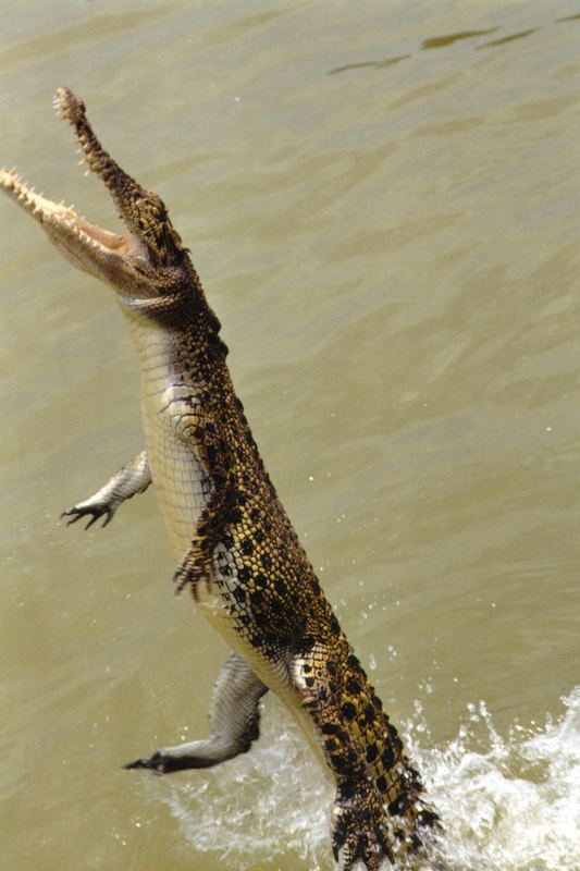 Jumping Crocodiles am Adelaide River