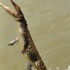 Jumping Crocodiles am Adelaide River