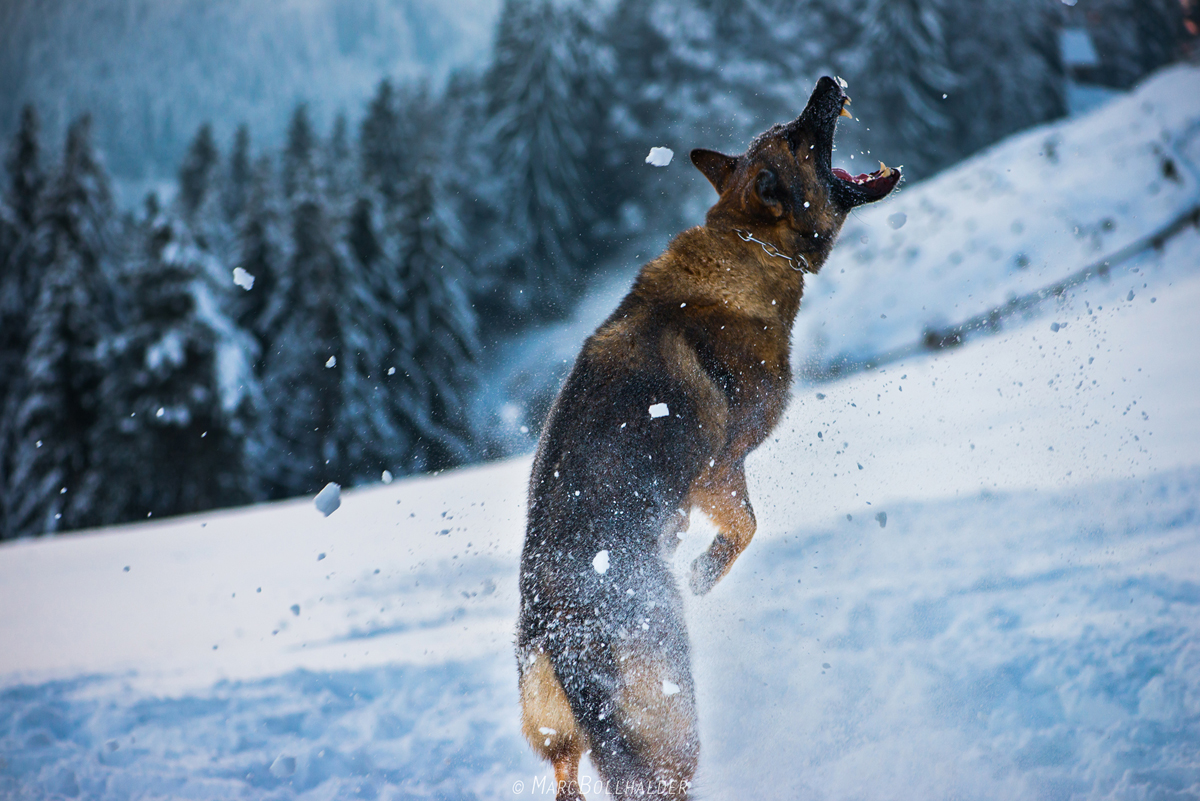 Jumping Dog